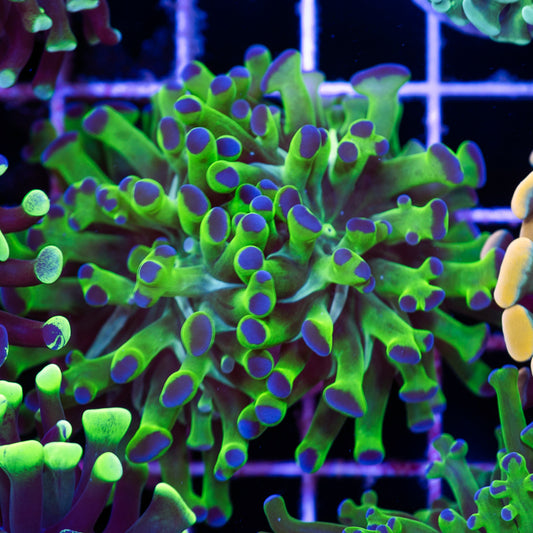 Blu Tip Frogspawn #1