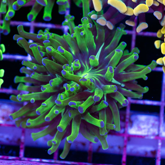 Blu Tip Frogspawn #2