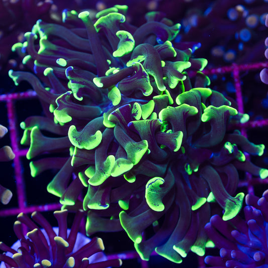 CC Green Splatter Hammer #3