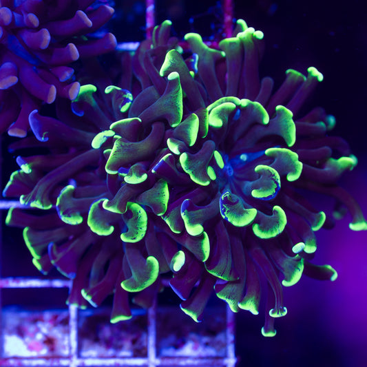 CC Green Splatter Hammer #4