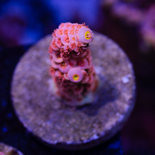 CC Pink Dream Tenuis #1