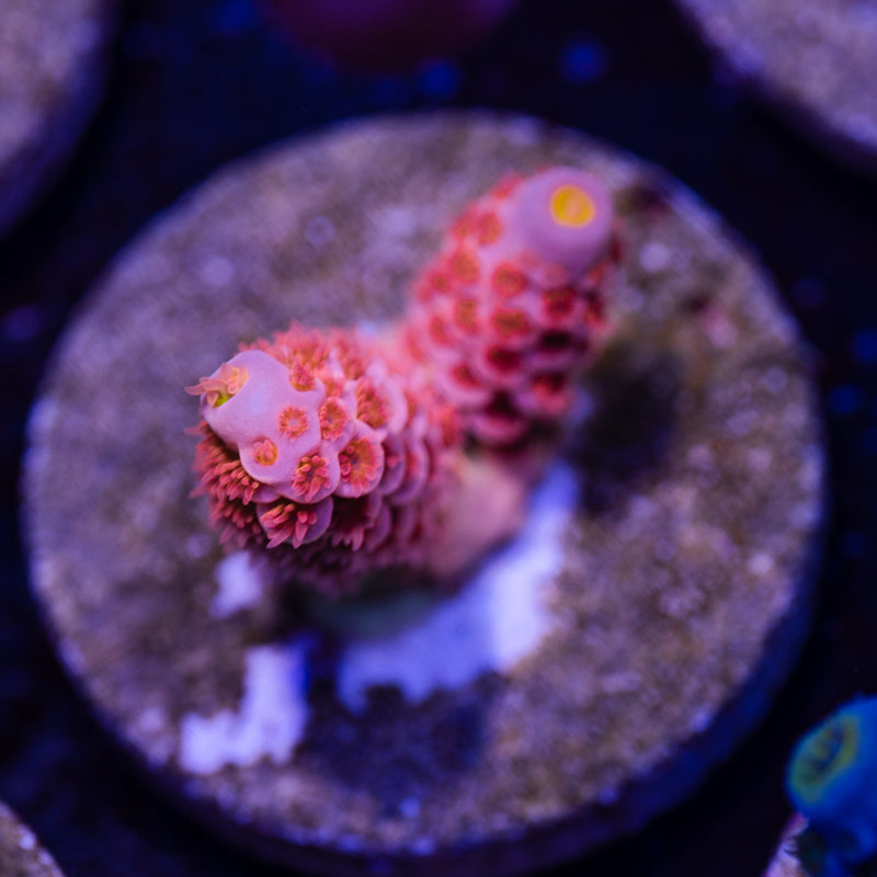 CC Pink Dream Tenuis #2