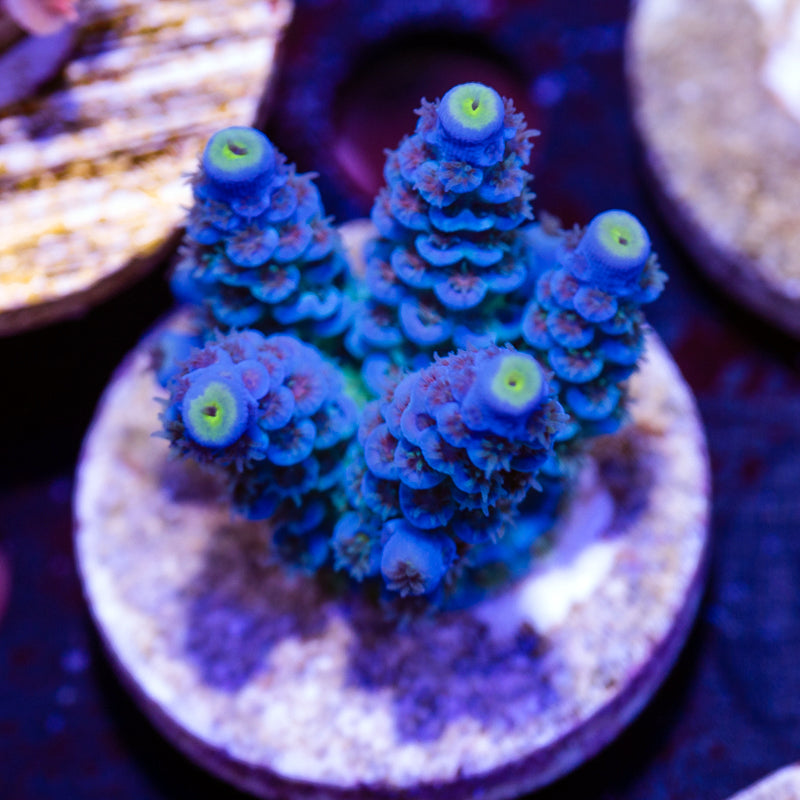 WWC Smurf Smasher Tenuis #2