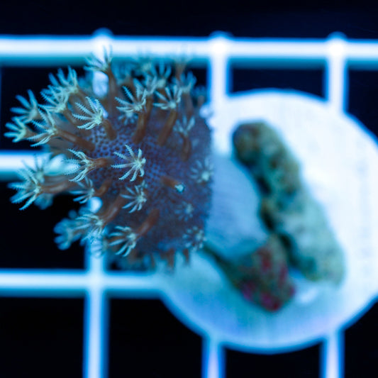 Devil's Hand Leather