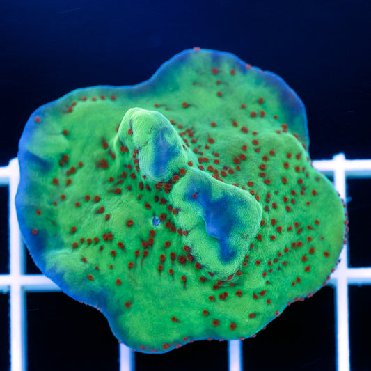 Jedi Mind Trick Monti