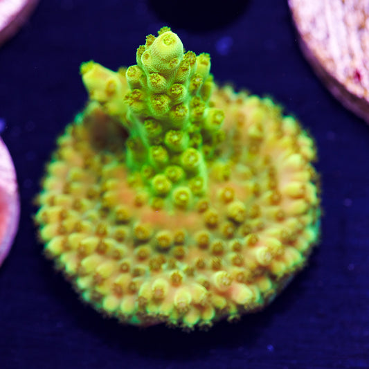 Auction CC Golddigger