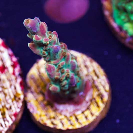 Auction BC Bubblebath Unicorn #1