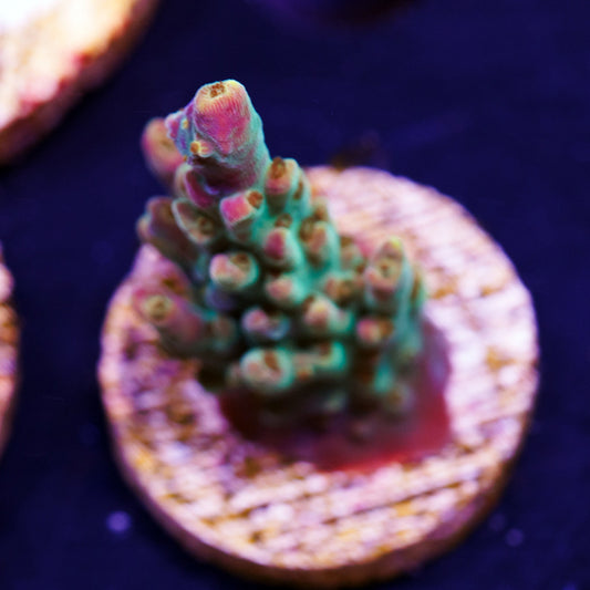 Auction BC Bubblebath Unicorn #2