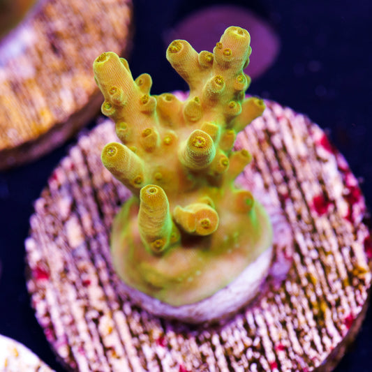 Auction CB Golden Jawdropper #1