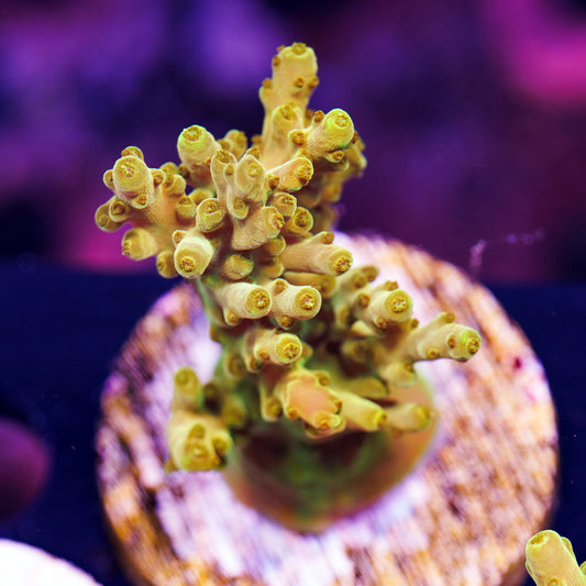 Auction CB Golden Jawdropper XL