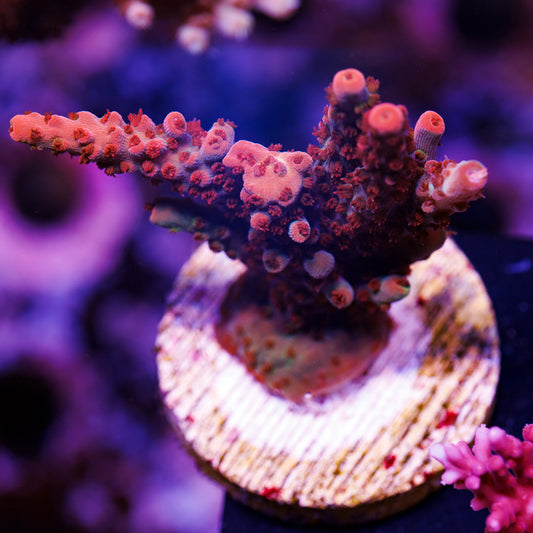 Auction CB Maleficent XL