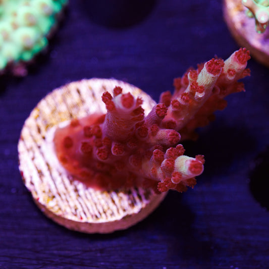 Auction CC Cookie Monster