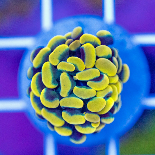 Auction CC Golden Rainbow Hammer