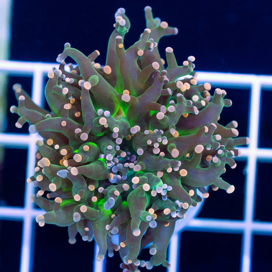 Tri-color Indo Frogspawn #1
