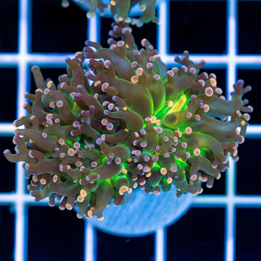 Tri-color Indo Frogspawn #2