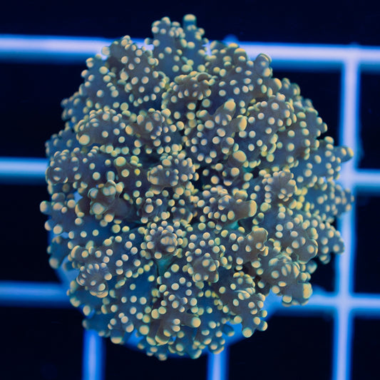 Orange Tip Yaeyamaensis