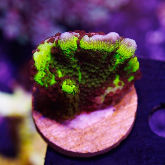 Auction ORA Spongodes Monti