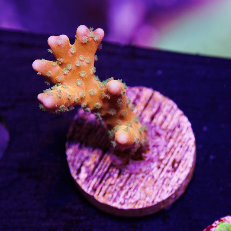 Auction RRC Tropicana