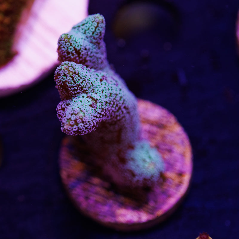 Auction Lazy's Blue Zing