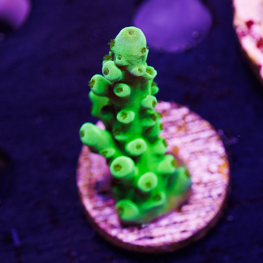 Auction ORA Frogskin