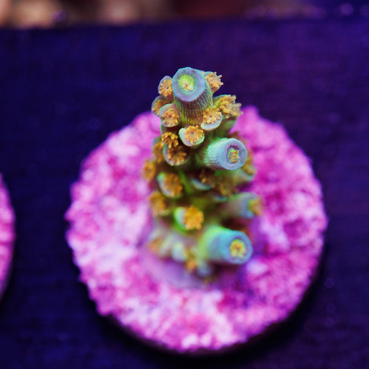 Auction SC Orange Passion #2