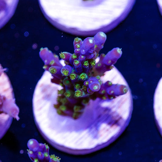 Ultimate Frags Bonsai #2