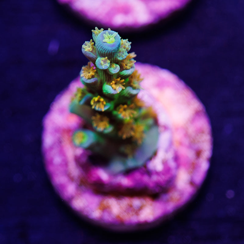 SC Orange Passion #2