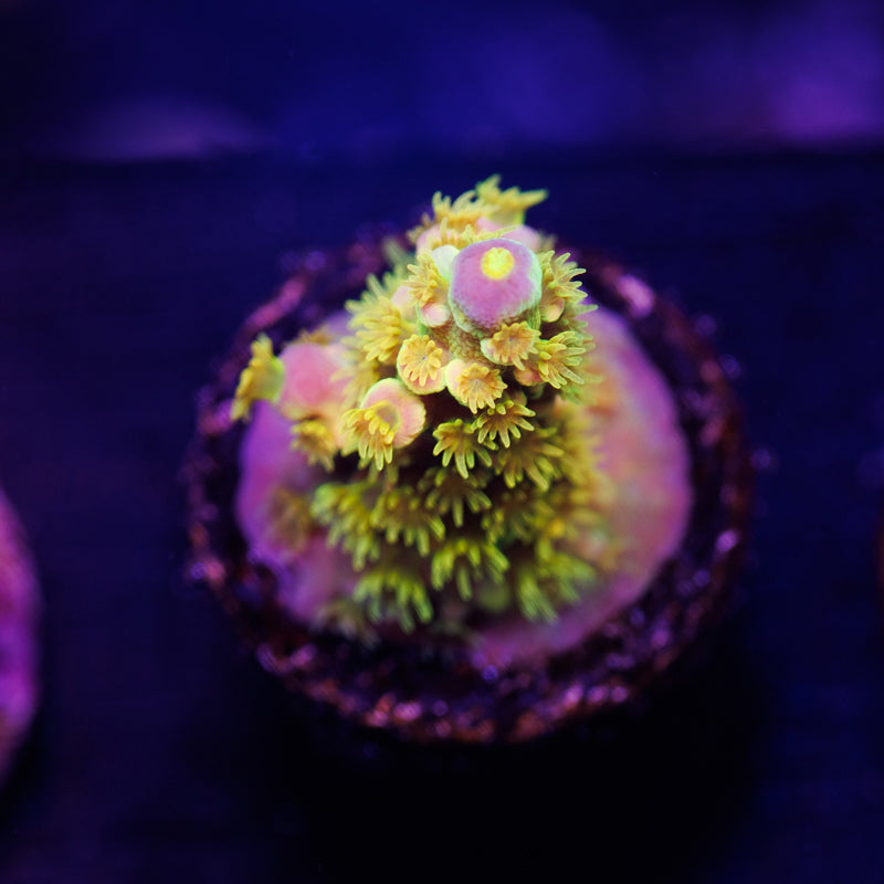 Auction BigR Walt Disney