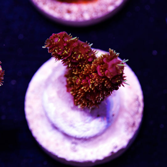 CC Bahama Mama Milli #1