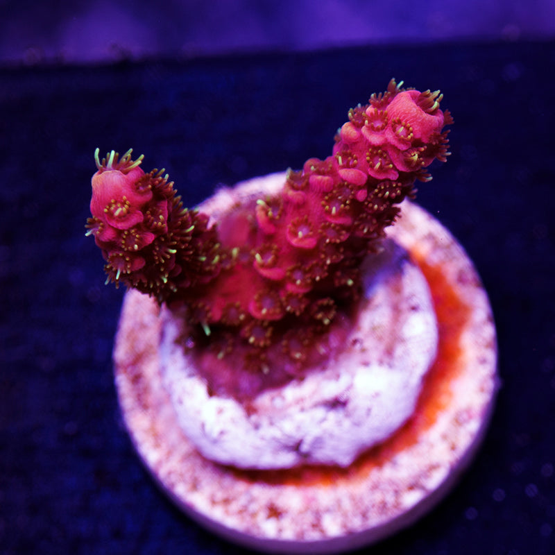 CC Bahama Mama Milli #2