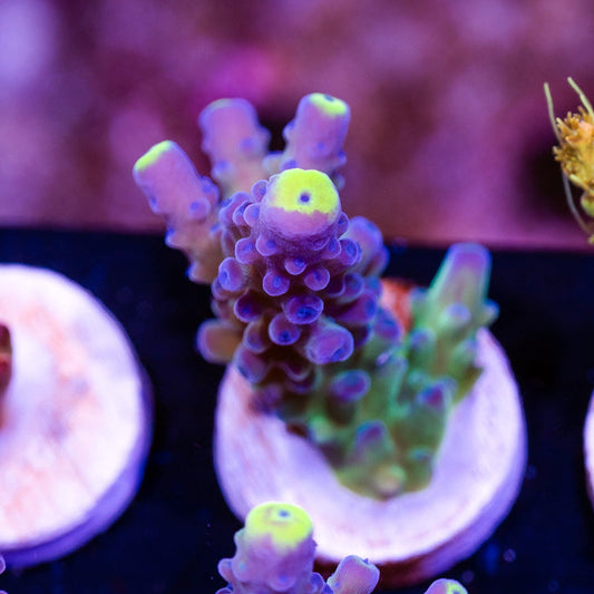 WWC Yellow Tip #4