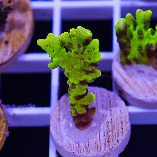 Bioreef Anacropora #1