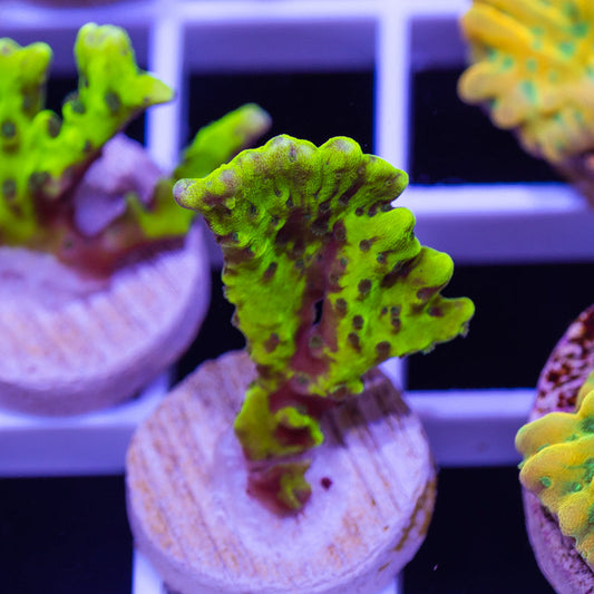 Bioreef Anacropora #3
