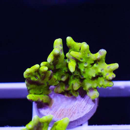 Bioreef Anacropora #5