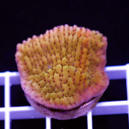JF Grafted Slowburn Monti #1