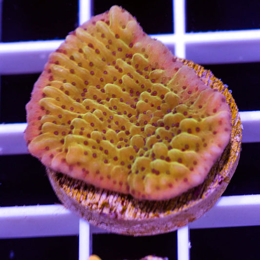 JF Grafted Slowburn Monti #2
