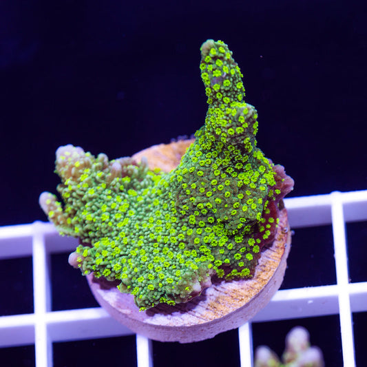 Green Polyp Tubbs Stellata Monti #1