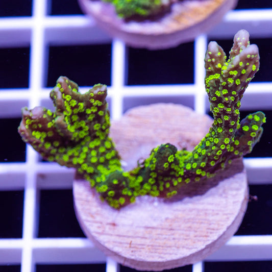 Green Polyp Tubbs Stellata Monti #2