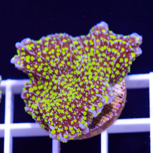Tubbs Stellata Monti #4