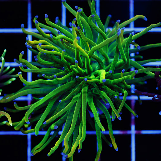 Raging Reef Holy Grail Torch