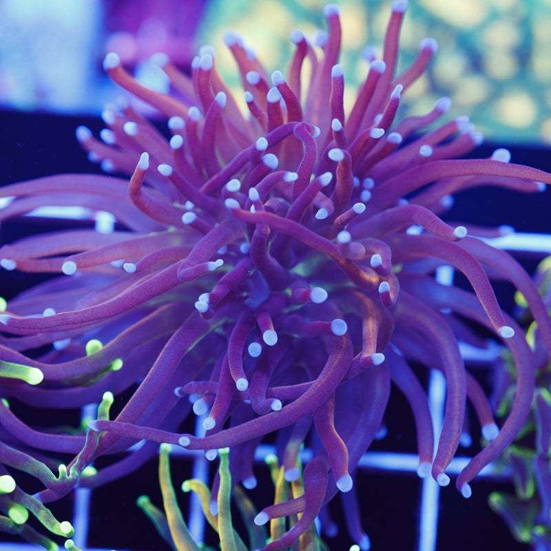 CC Ghost Pepper Torch