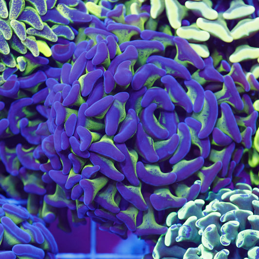 Aussie Green Stem Hammer #2