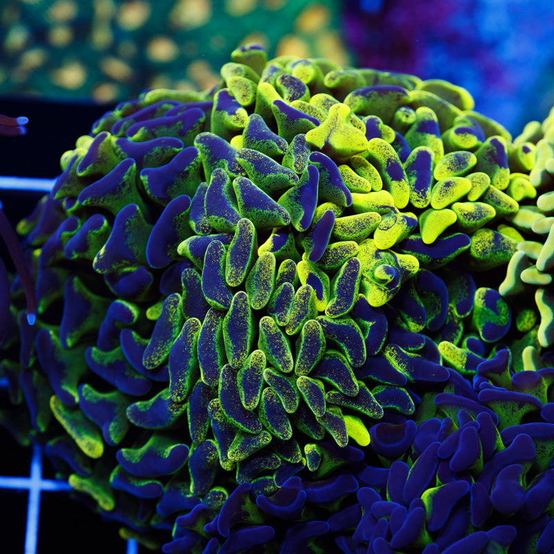 Aussie Highlighter Splatter Hammer #1