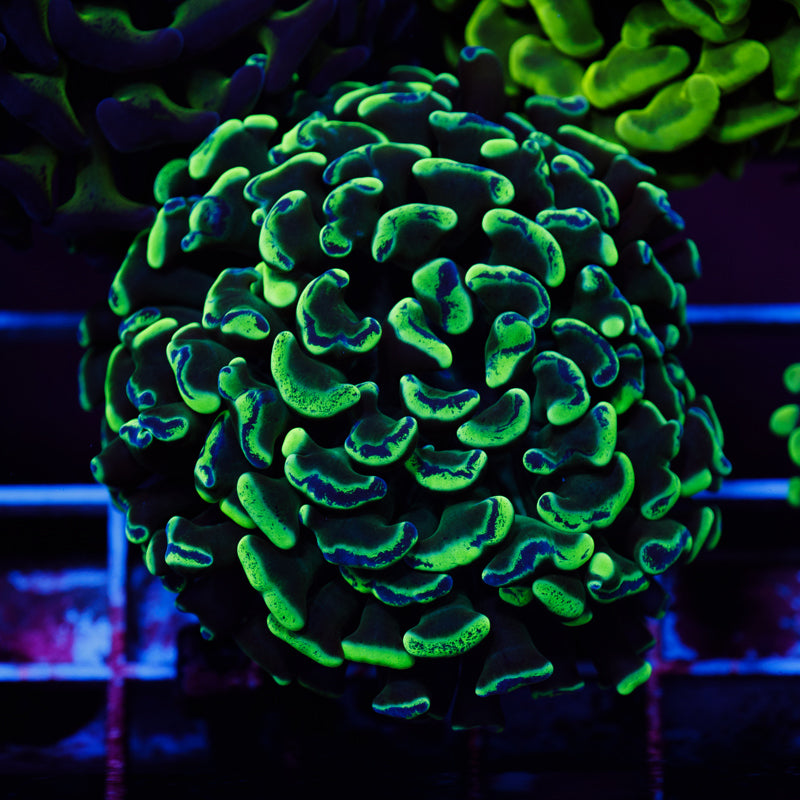 Aussie Splatter Tip Hammer #1