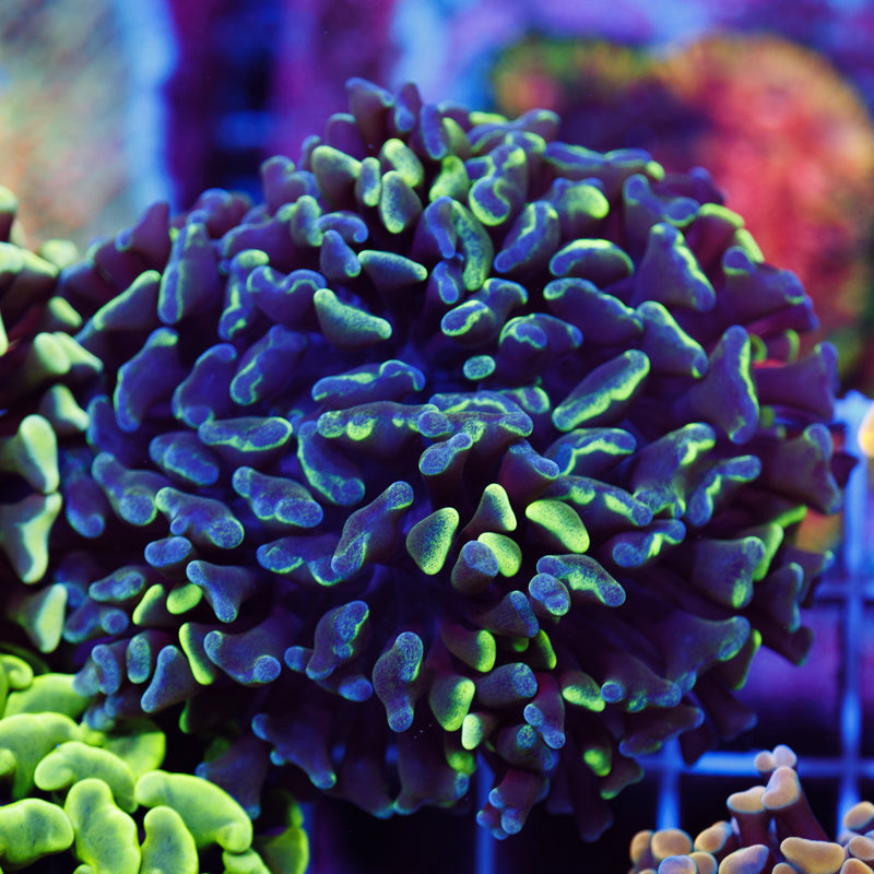 Aussie Splatter Tip Hammer #2