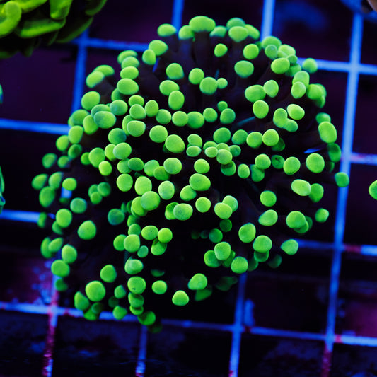 CC Ultra Neon Green Hammer