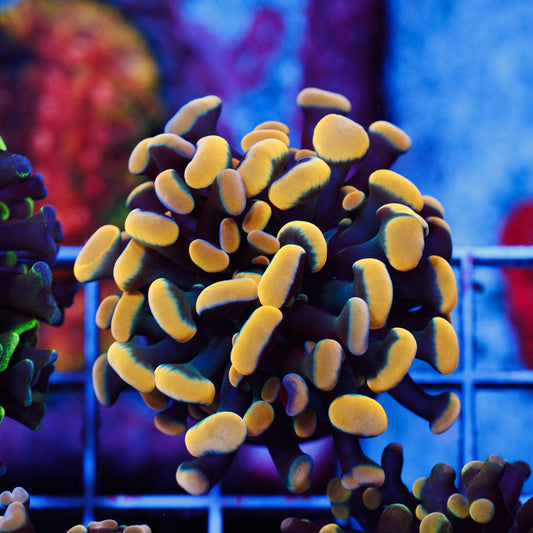 CC Golden Rainbow Hammer