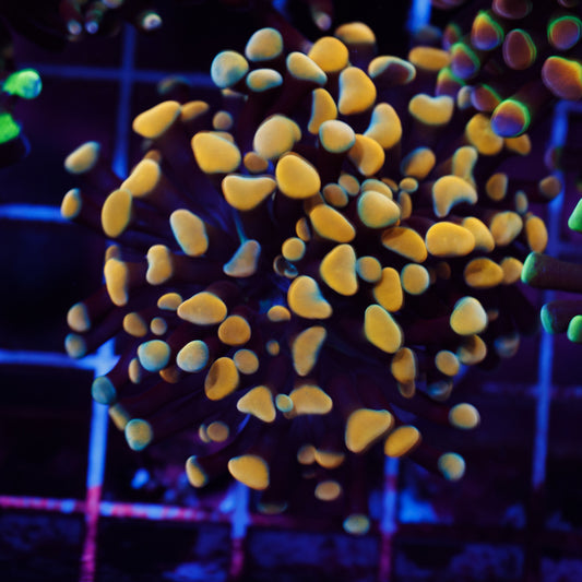 Funky Gold Tip Hammer #2