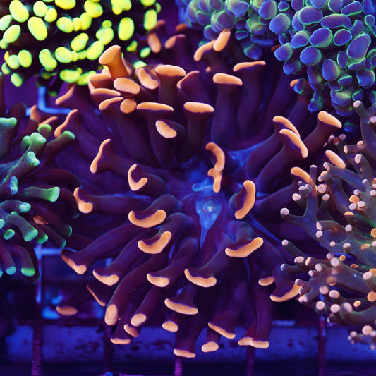 CC Ultimate Orange Hammer