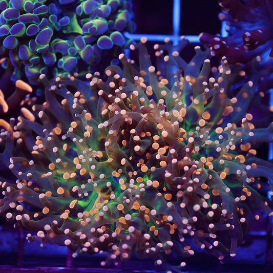 Tri-color Indo Frogspawn #2